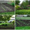 Garden-2012