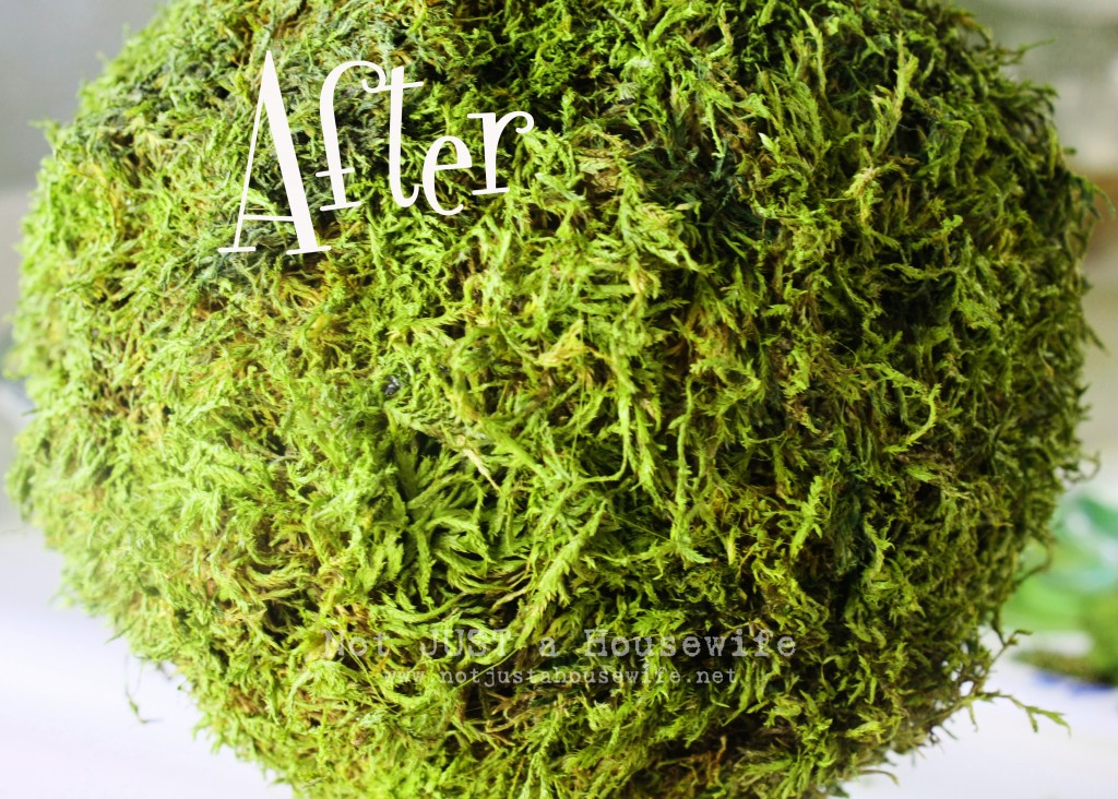 Freshen Up Your Moss!!! - Stacy Risenmay
