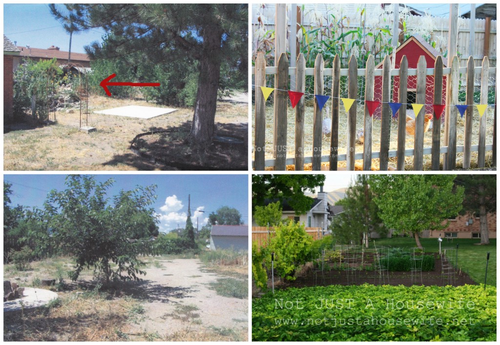 backyard before and after