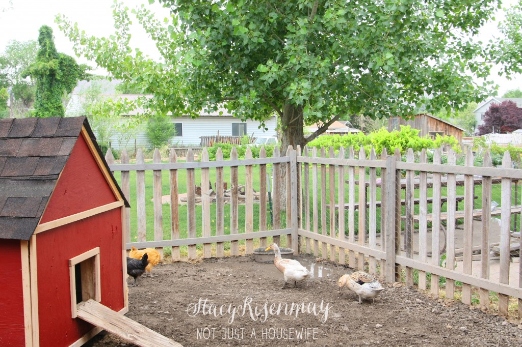 backyard chicken coop and pen