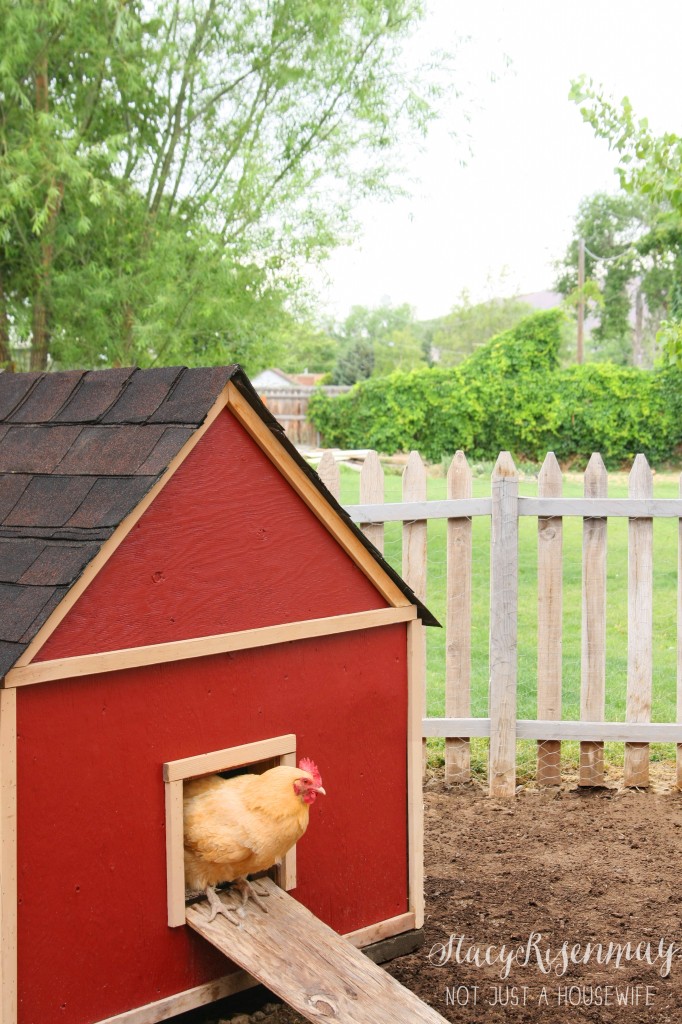 red chicken coop with chicken