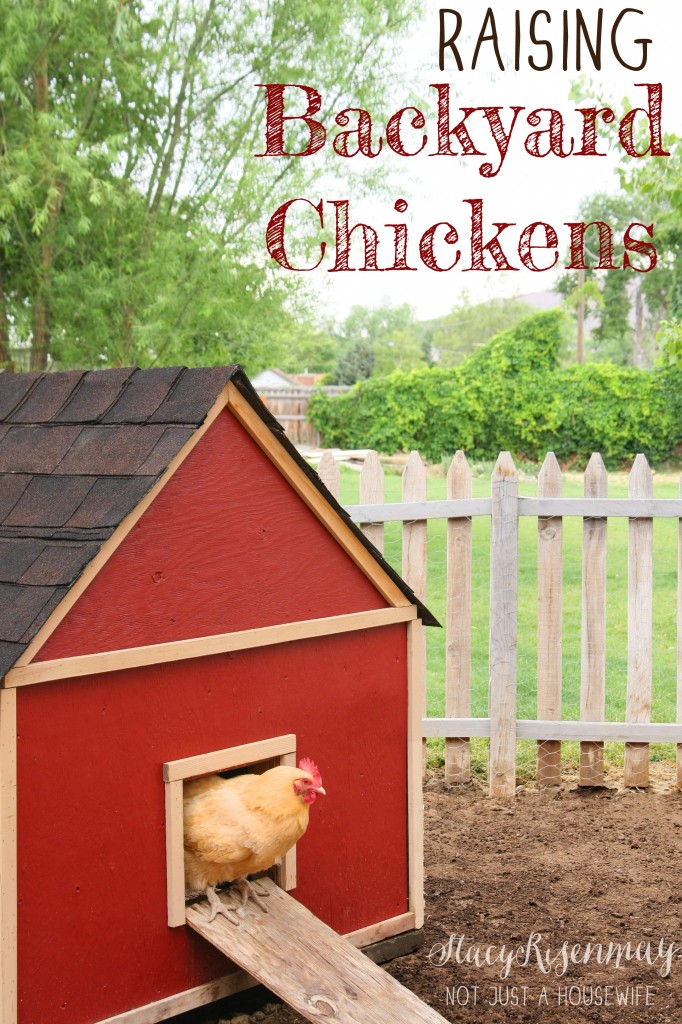 how to raise backyard chickens