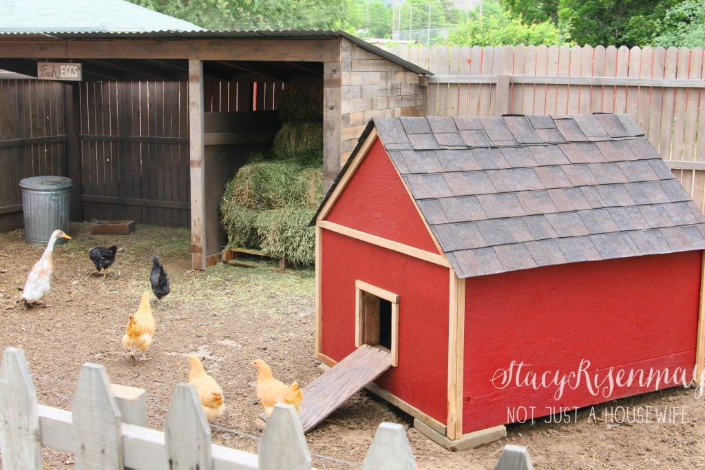 chicken coop and pen with chickens and ducks