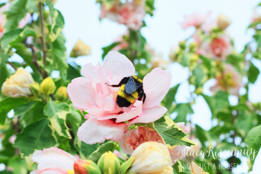 bumble bee on pink flower