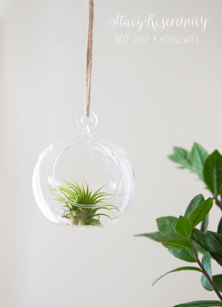 hanging air plant globe