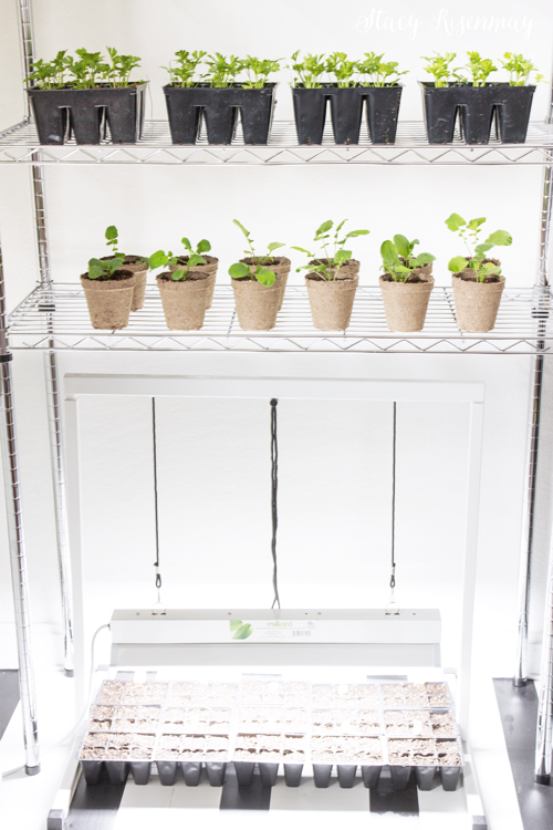 seed-starting-with-a-grow-light