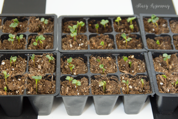 seeds-germinated-indoors