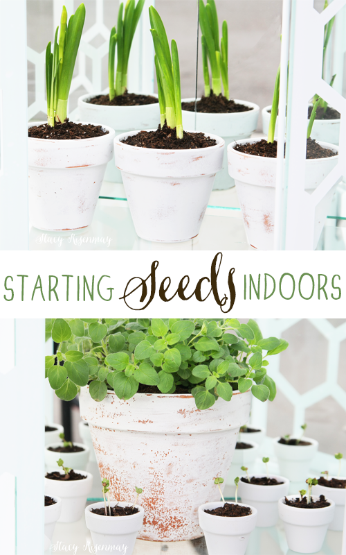 starting-seeds-indoors