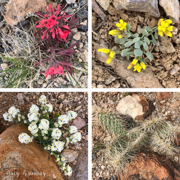 flowers-and-plants-found-at-topaz-mountain