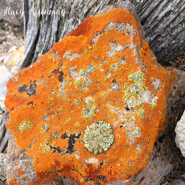 orange-lichen-on-rocks