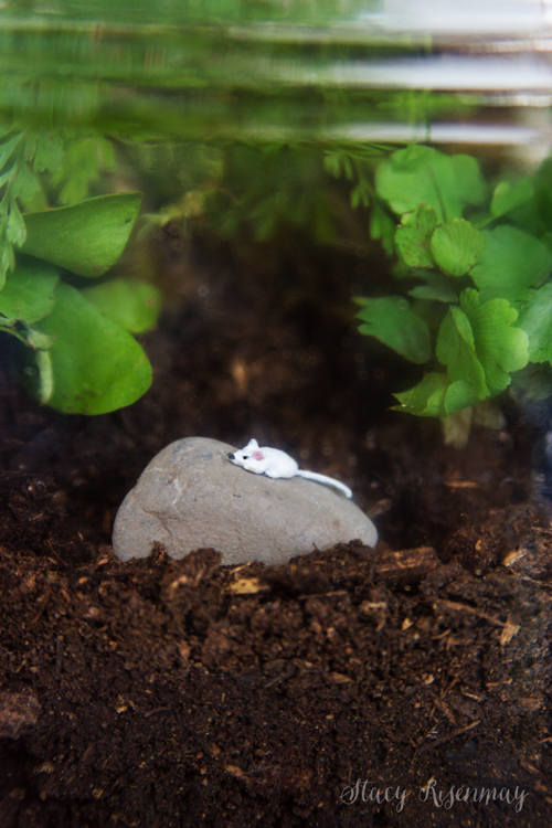 mouse-in-terrarium