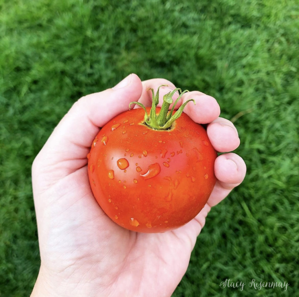 hand holding ripe tomato
