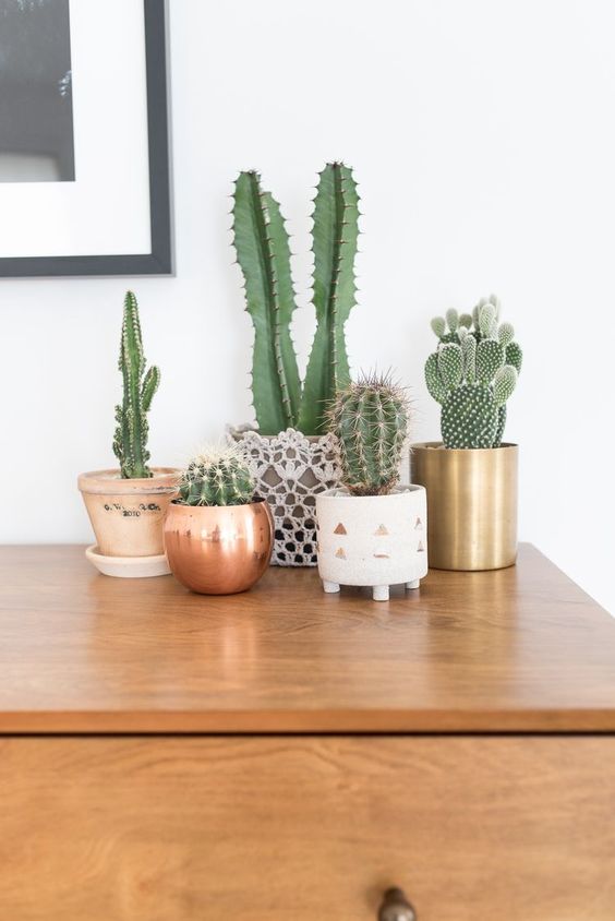 15 easy to care for houseplants! cactus