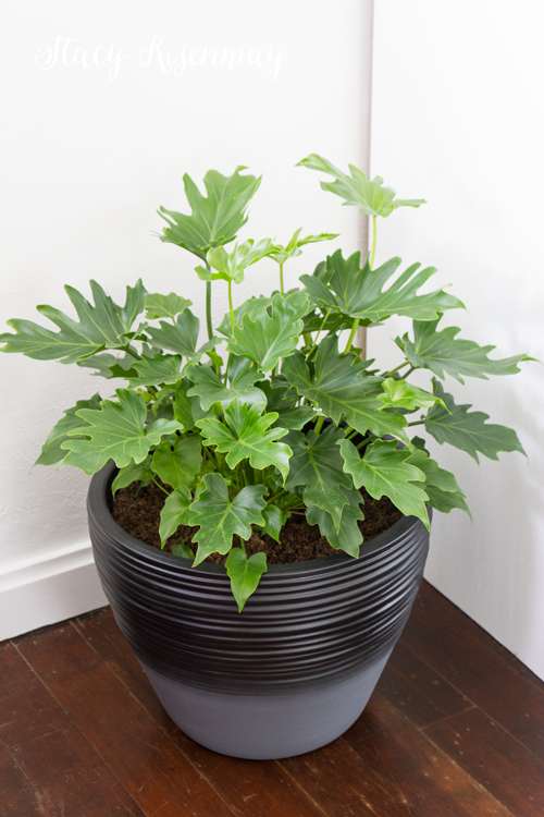 15 easy to care for houseplants! lacy-philodendron
