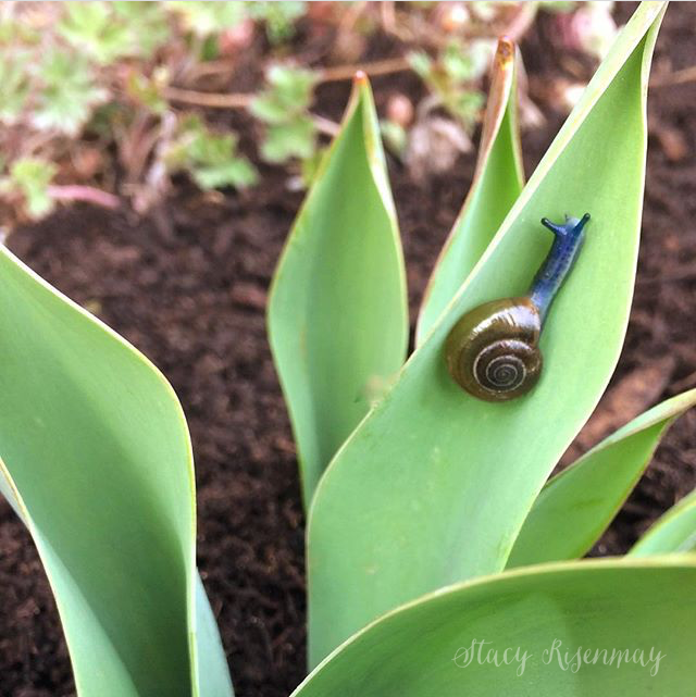 blue snail