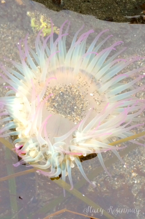 sea anemone 