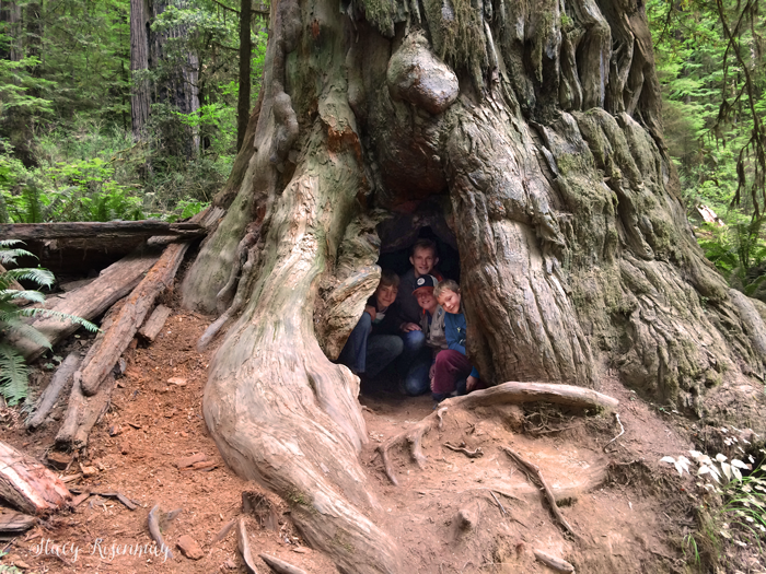 hollow redwood tree