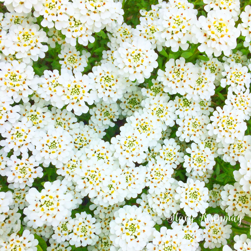 candytuft flower is a perennial