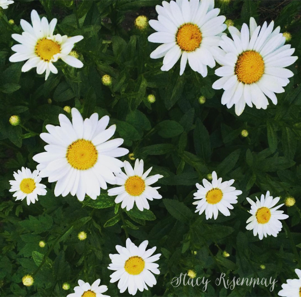 shasta daisies perennials