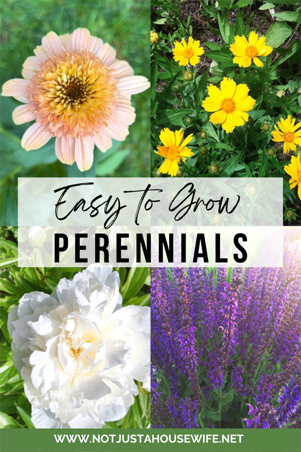 easy to grow perennials