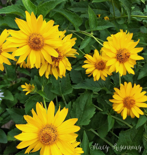 golden sundrop perennial flowers