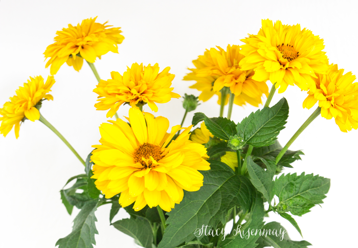 yellow sundrop flowers