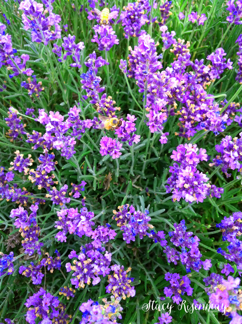 lavender plants with bees