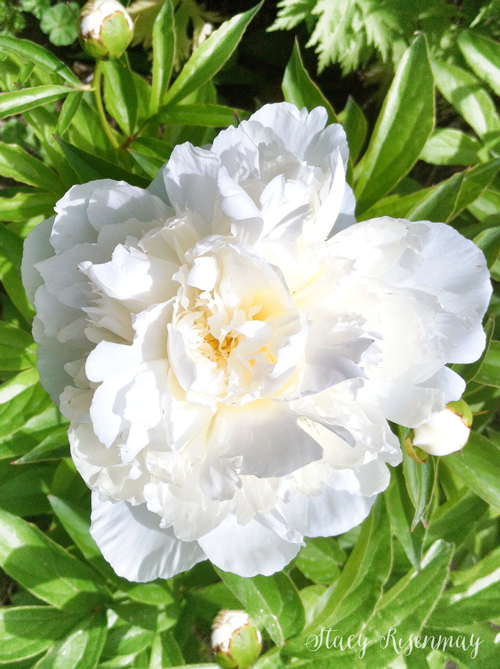 white peony flower