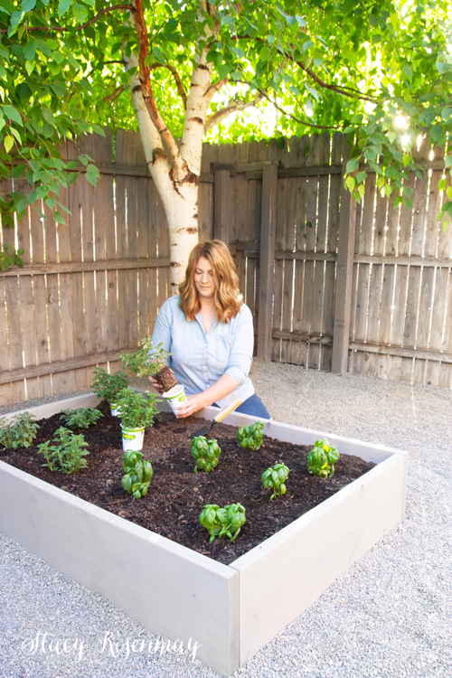 woman planting herbs in garden