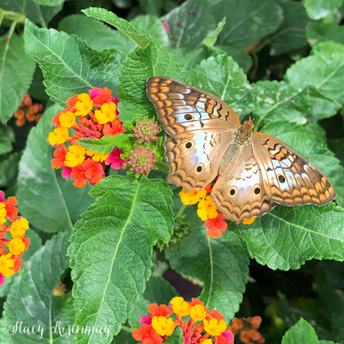 lantana flower with butterfly