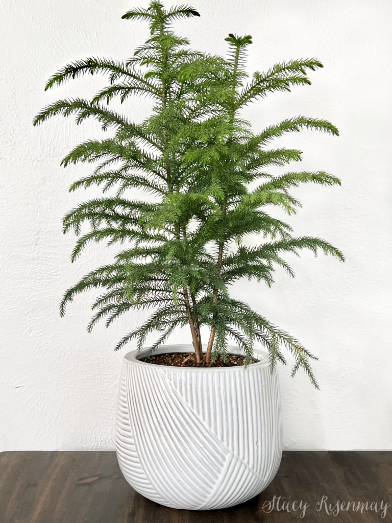 norfolk pine potted plant