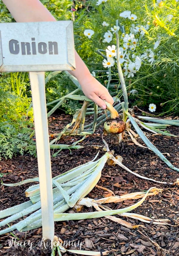 pulling onions from the garden