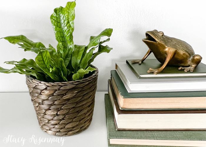 bird nest fern "crocodile" styled with books and brass frog