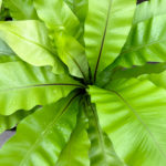 How To Care For Bird's Nest Ferns