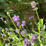 Growing Herbs: Annual VS Perennial Herbs