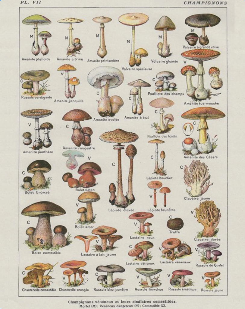 mushroom vintage print