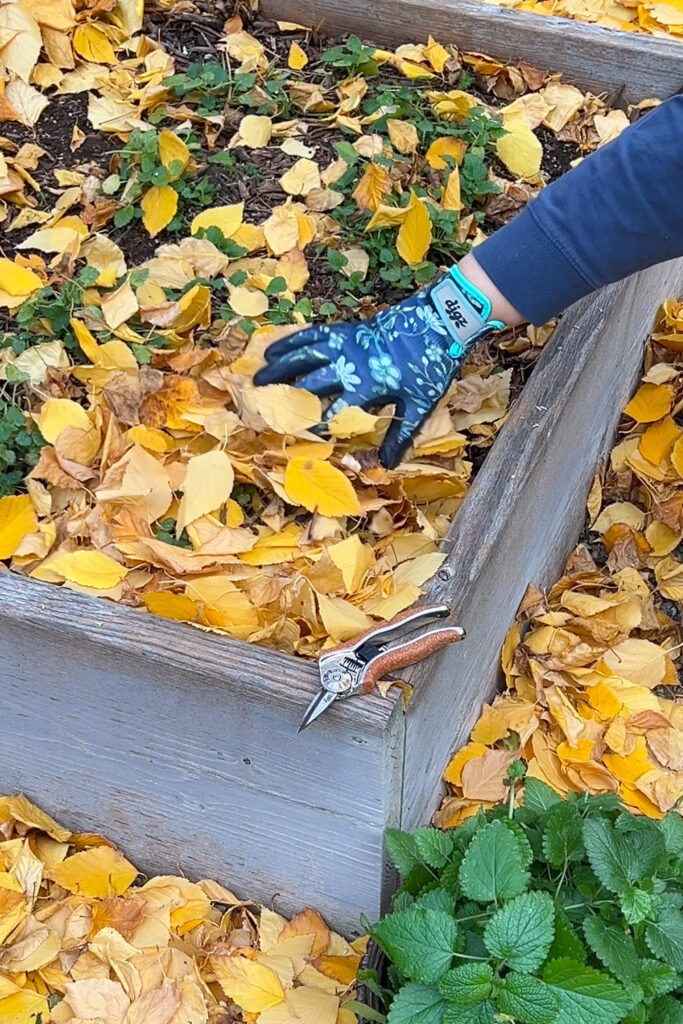 leaving leaf litter in beds over winter for pollinators to overwinter
