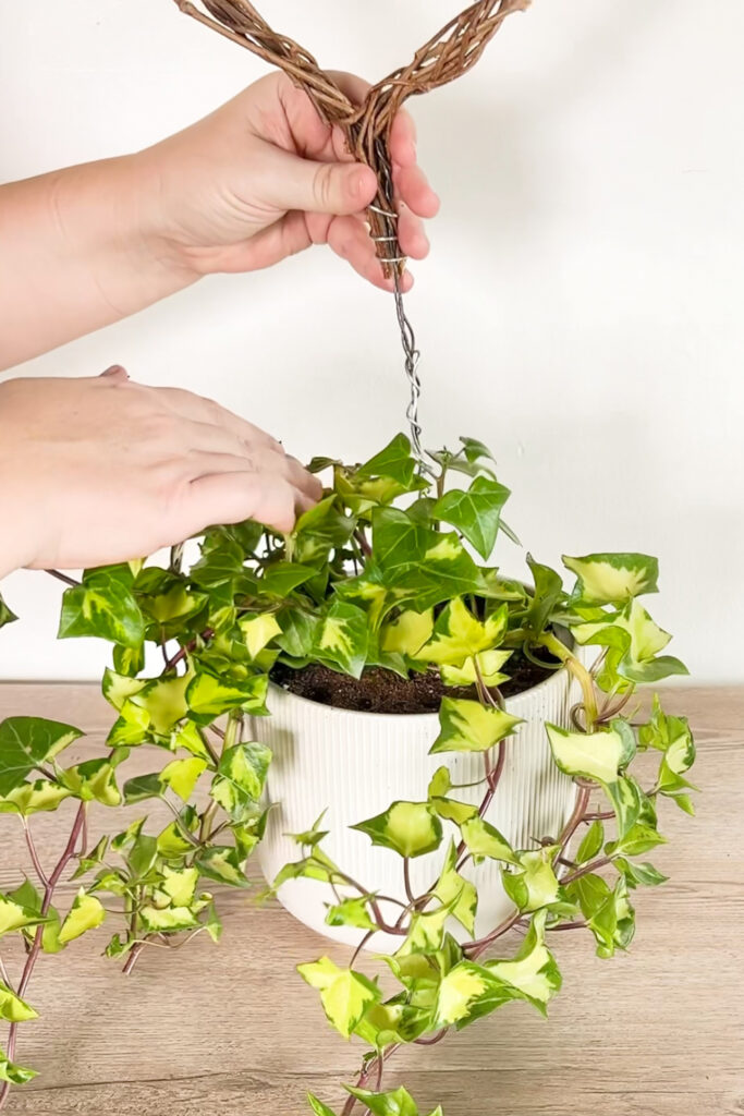 placing the trellis in the houseplant pot