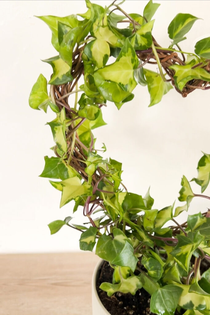 diy houseplant trellis