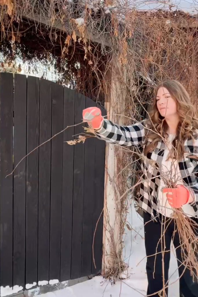 cutting vines to make trellis