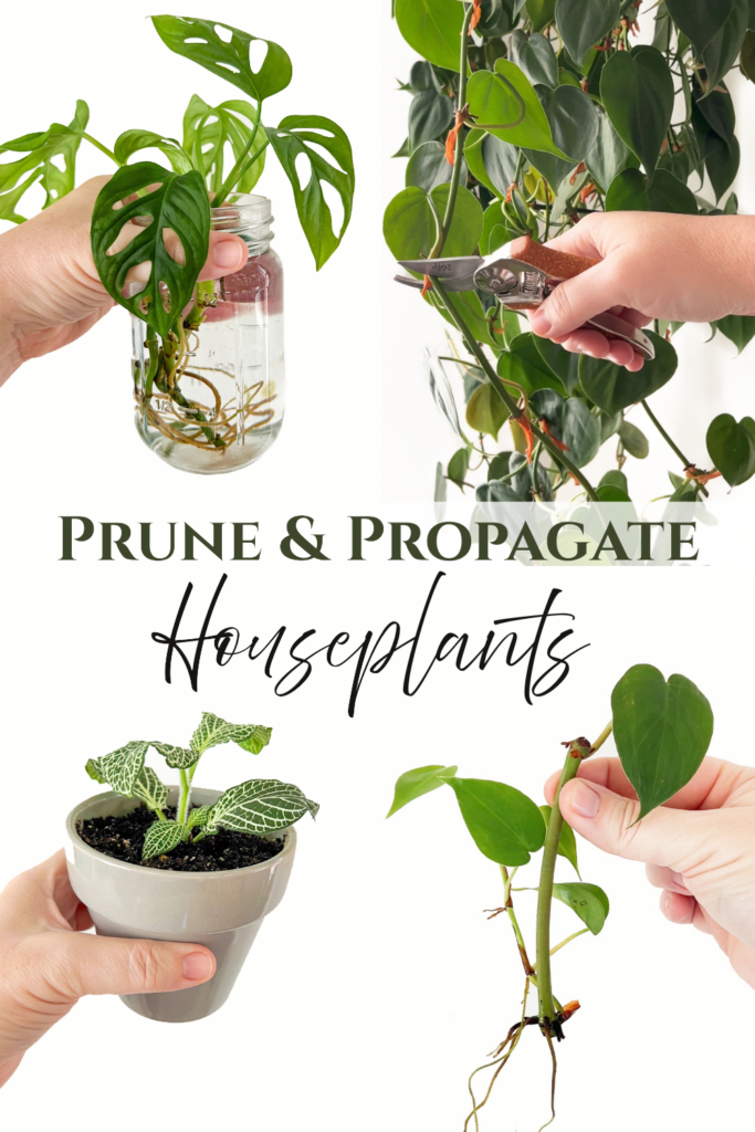 collage of photos of plants and plant cuttings
