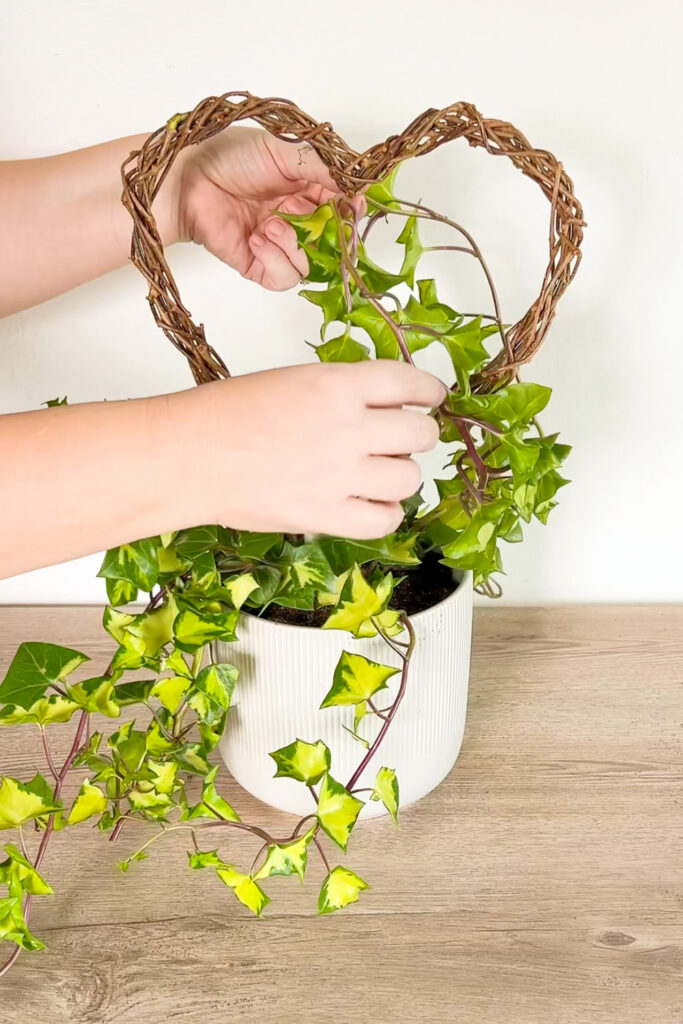 wrapping the houseplant around the trellis