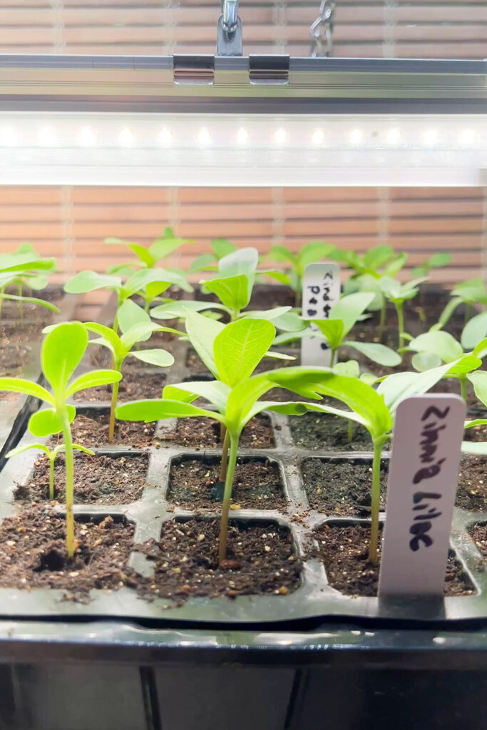 grow lights over seedlings