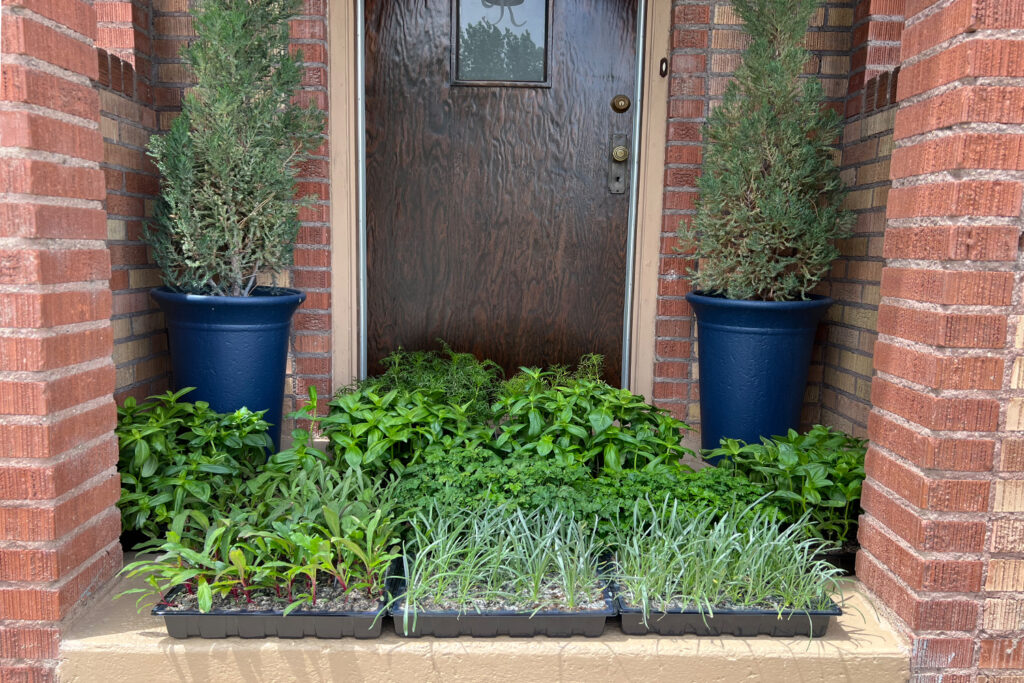 hardening off seedlings by placing them outside each day