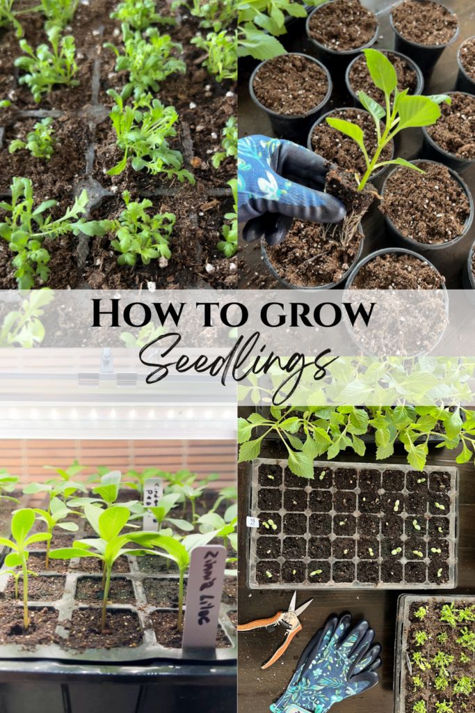 seed starting collage