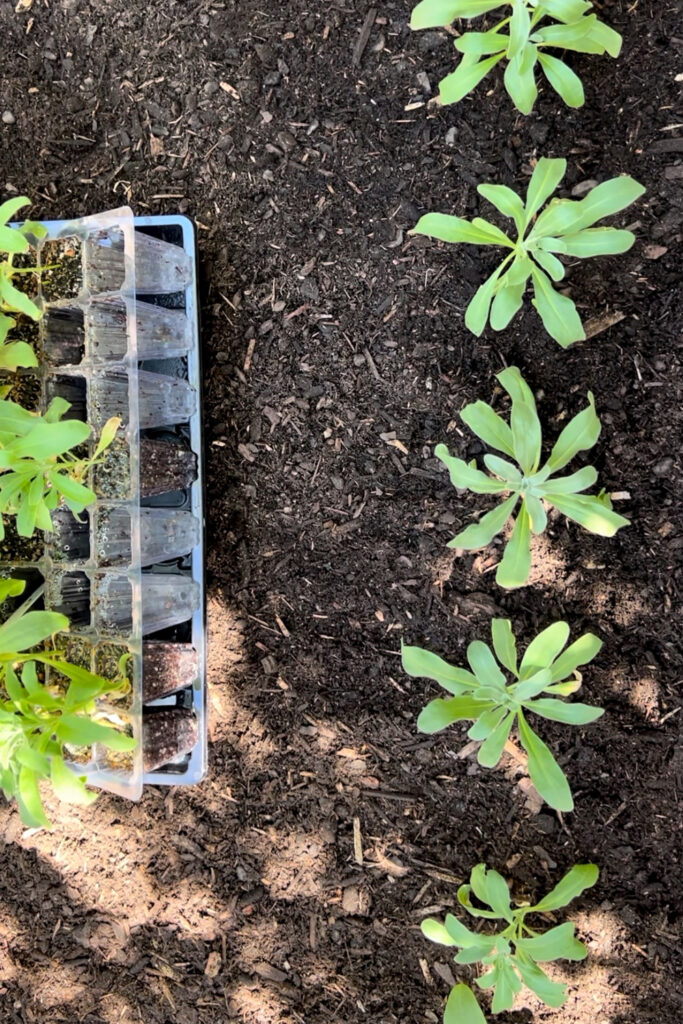 planting seedlings outdoors