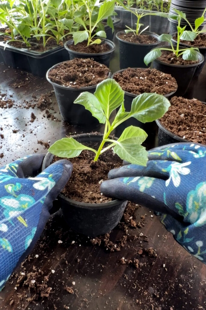 repotting seedlings into 4 inch pots