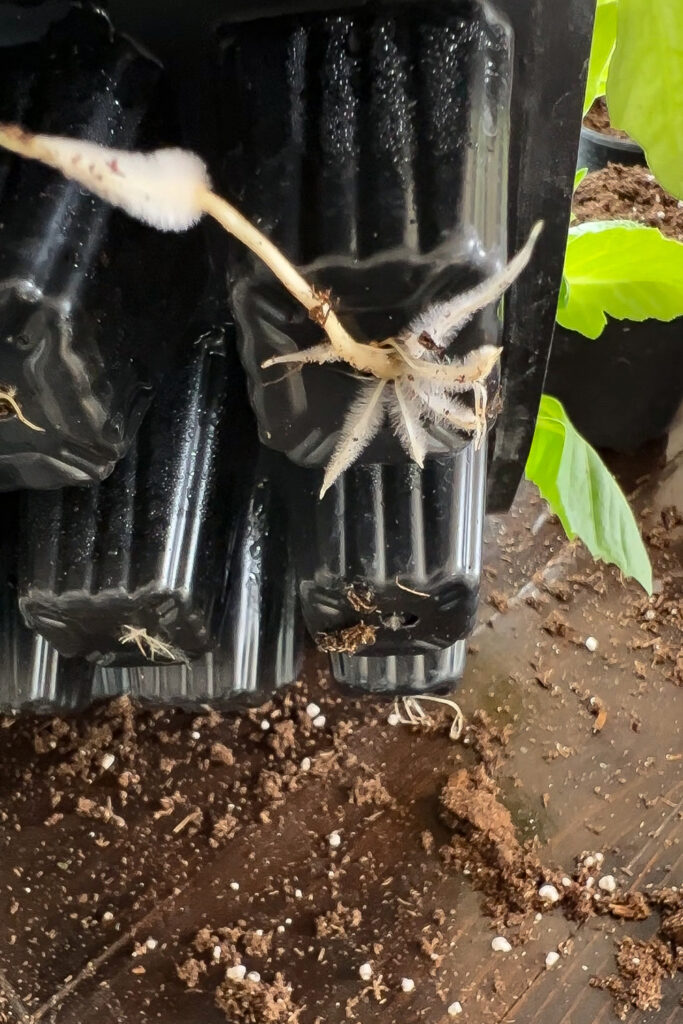 roots coming out of seedling trays