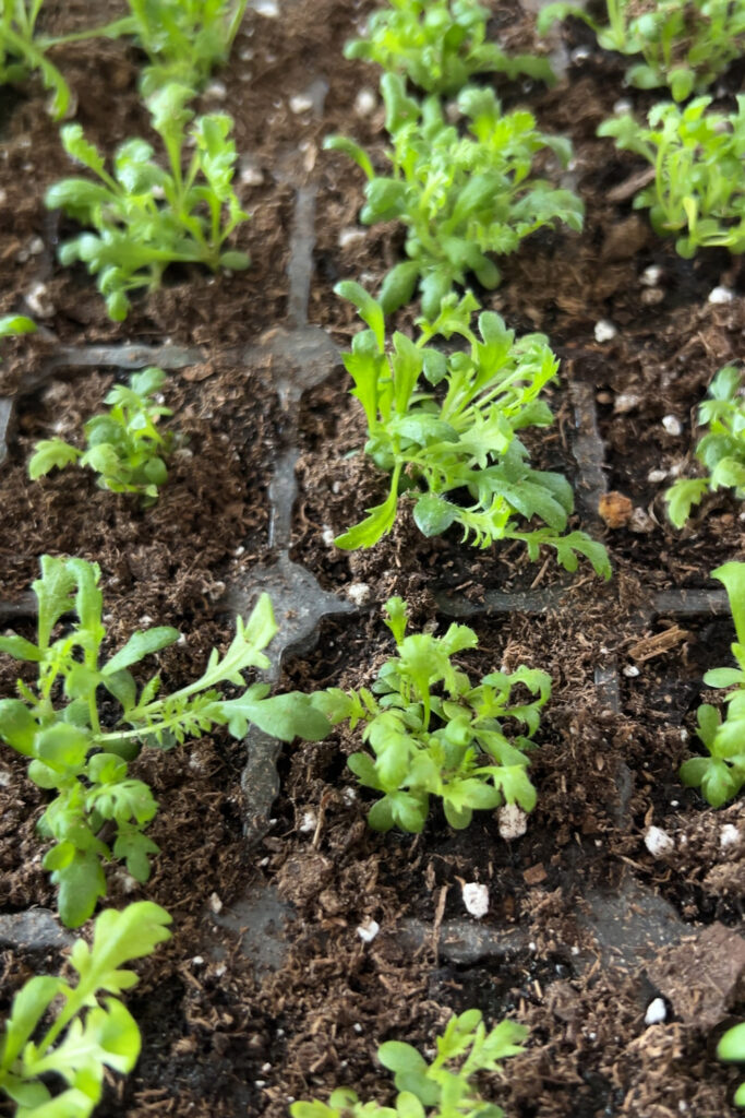 multiple seeds in each cell that needs to be thinned