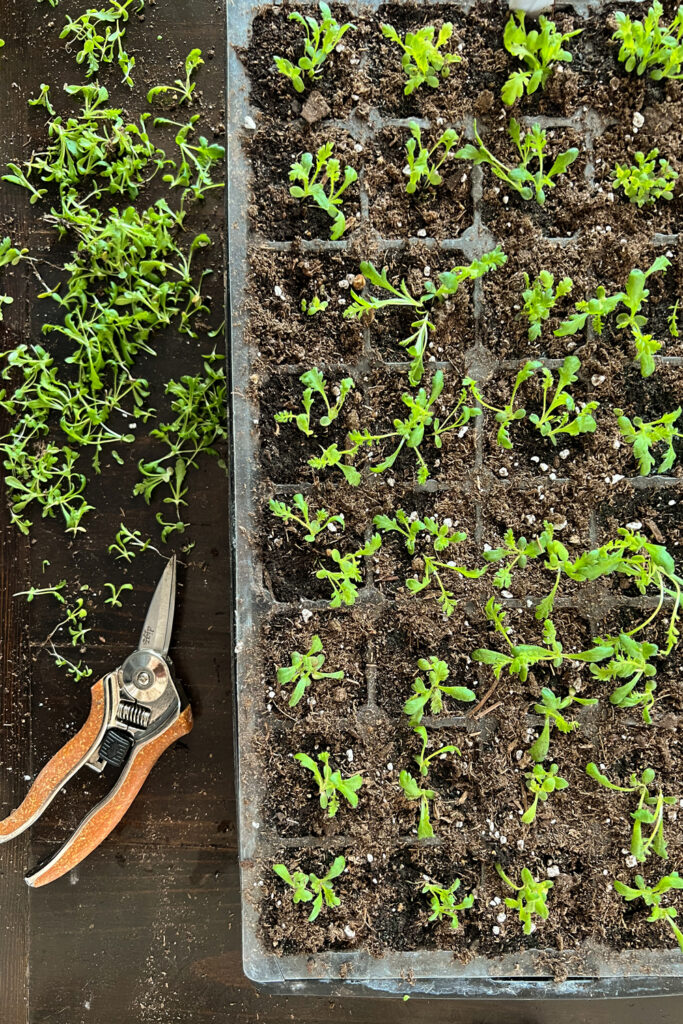 thinning seedlings with snips